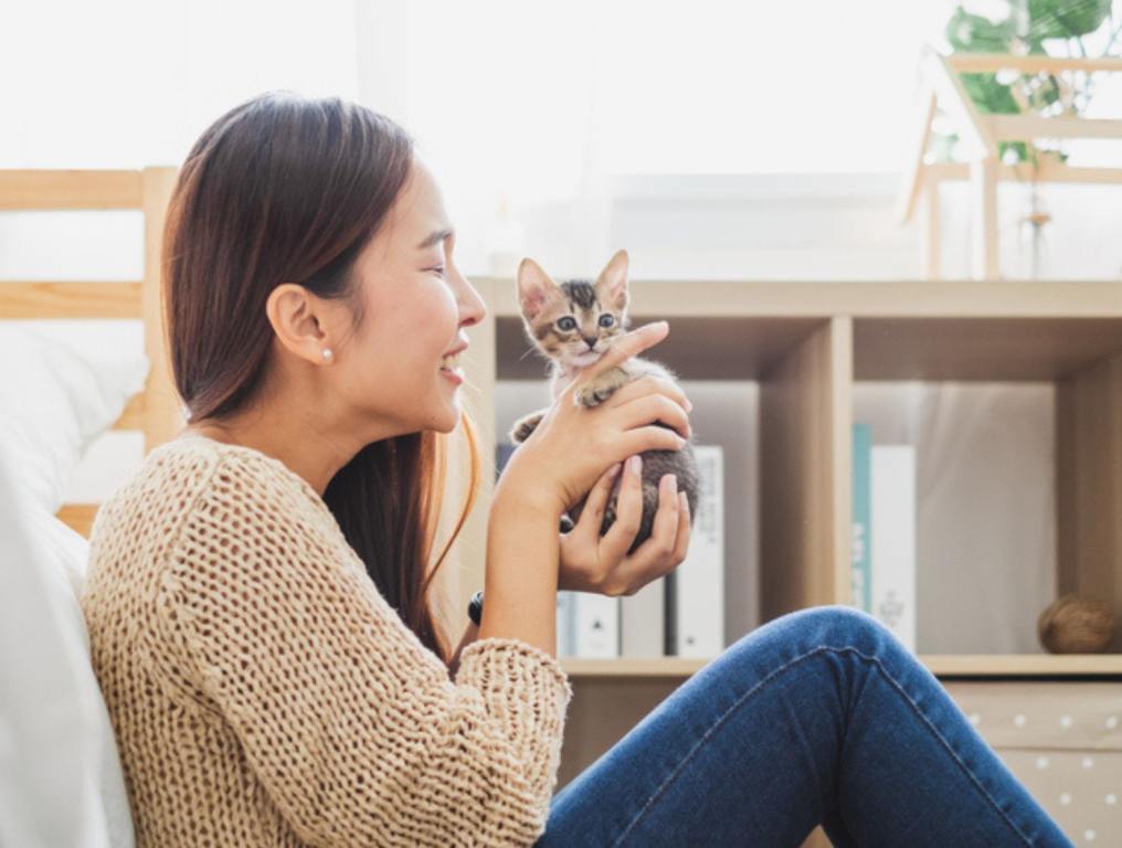 woman holding and playing with her cute kitten cat with lovely moment (Purr-fect Paradise: City Named Best for Cat Lovers)