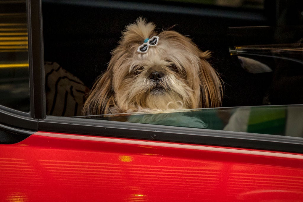 Ban on dog sticking head out: Florida bill could ban your Dog from sticking its head out the car window